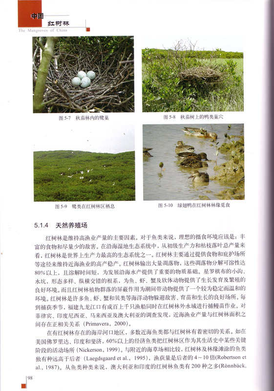 The Mangroves of China - aus dem Buch